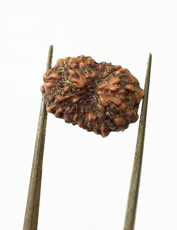 12 Mukhi Certified Indonesian Rudraksha Size- 15.50 mm